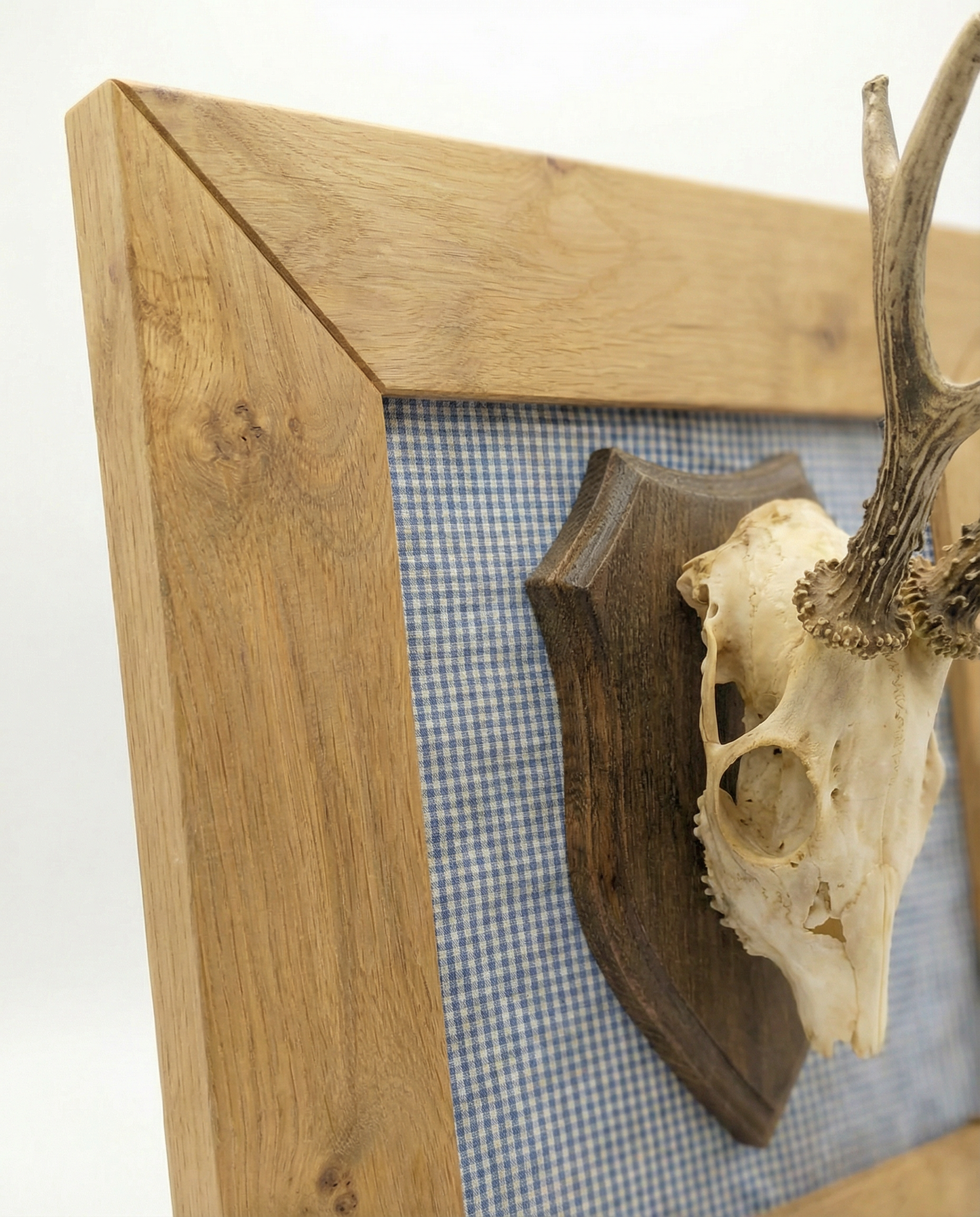 Geweih im Rahmen aus Eiche